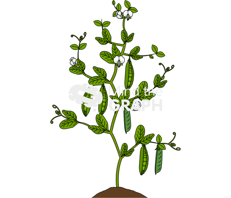 Pea plant Icons, Symbols, Pictures, and Images