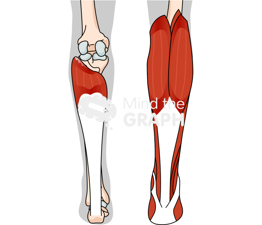Plantar flexor muscles Icons, Symbols, Pictures, and Images