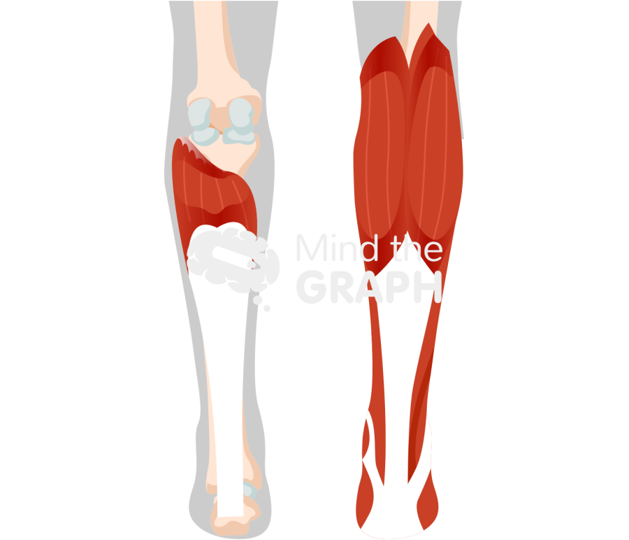 Plantar flexor muscles Icons, Symbols, Pictures, and Images