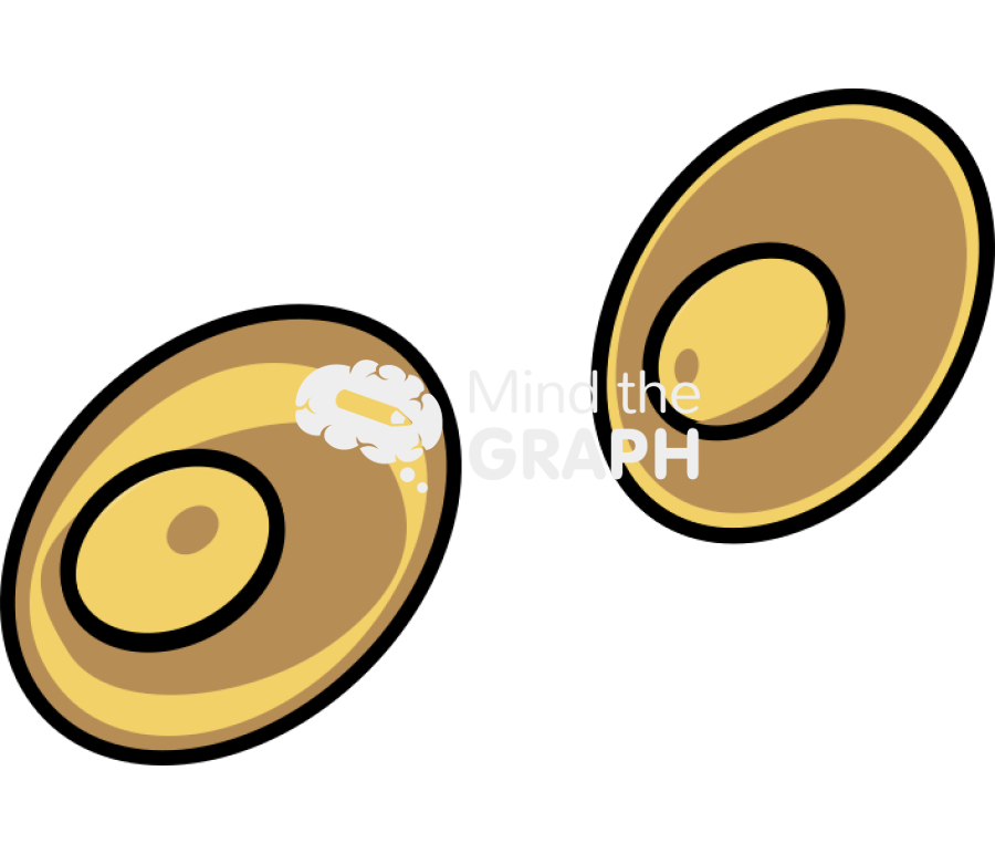 Plasmodium gametocytes Icons, Symbols, Pictures, and Images