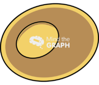 Plasmodium zygote - Edit and Customize Icons of Plasmodium zygote Plasmodium zygote Icons, Symbols, Pictures, and Images