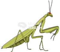 Praying mantis lateral - Edit and Customize Icons of Praying mantis lateral Praying mantis lateral Icons, Symbols, Pictures, and Images
