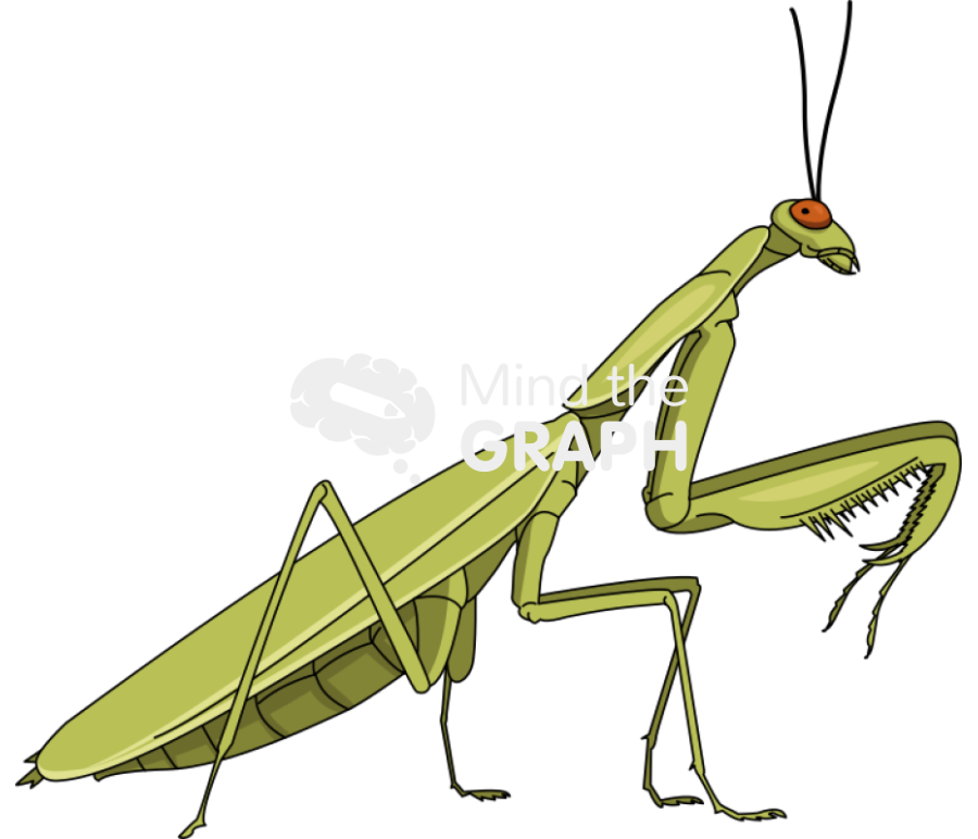 Praying mantis lateral Icons, Symbols, Pictures, and Images