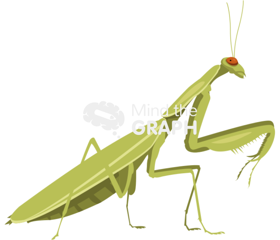 Praying mantis lateral Icons, Symbols, Pictures, and Images