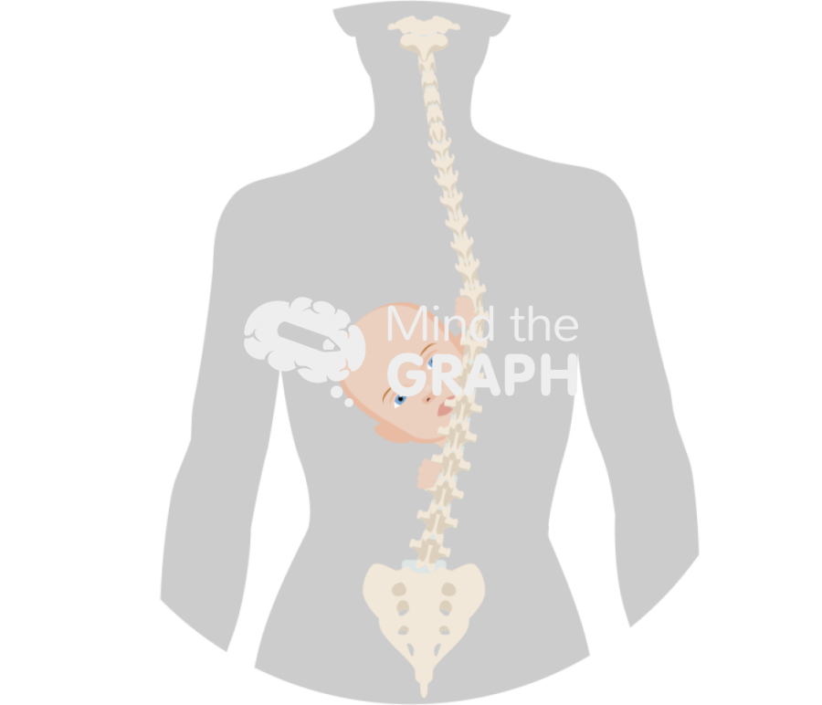 Pregnancy musculoskeletal system baby Icons, Symbols, Pictures, and Images