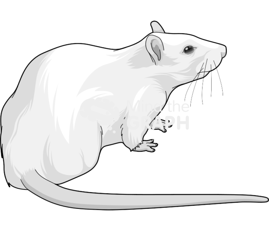 Rat 2 Icons, Symbols, Pictures, and Images