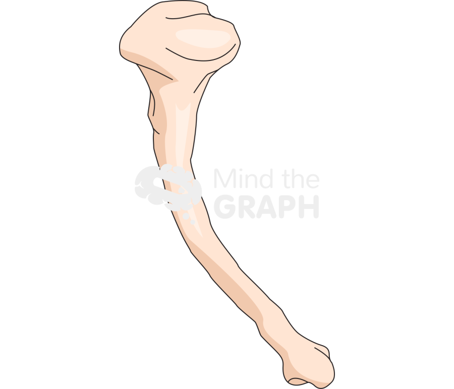 Rat mouse tibia Icons, Symbols, Pictures, and Images