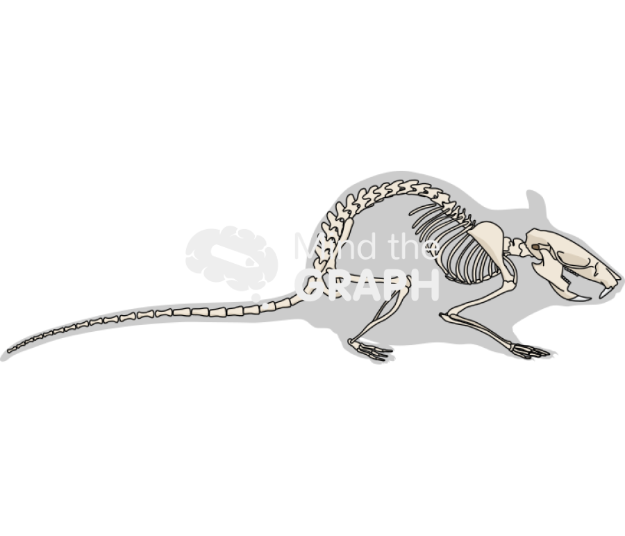 Rat skeleton sagittal shape Icons, Symbols, Pictures, and Images
