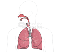 Respiratory system - Edit and Customize Icons of Respiratory system Respiratory system Icons, Symbols, Pictures, and Images