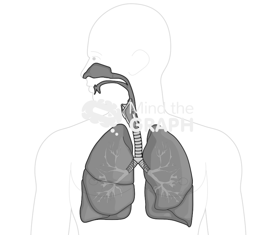 Respiratory system Icons, Symbols, Pictures, and Images