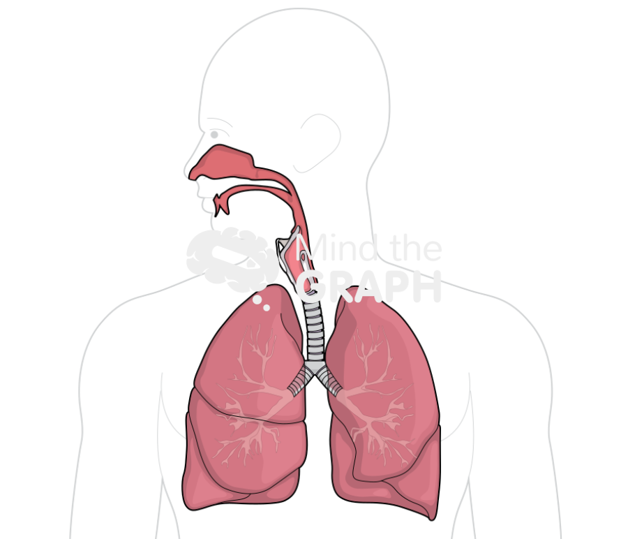 Respiratory system Icons, Symbols, Pictures, and Images