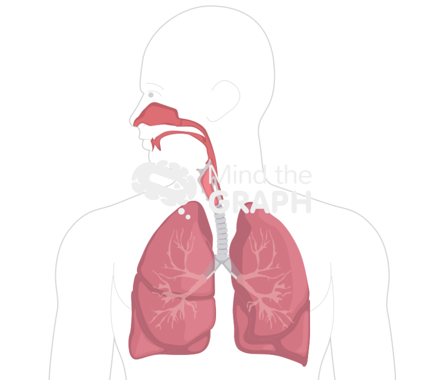 Respiratory system Icons, Symbols, Pictures, and Images