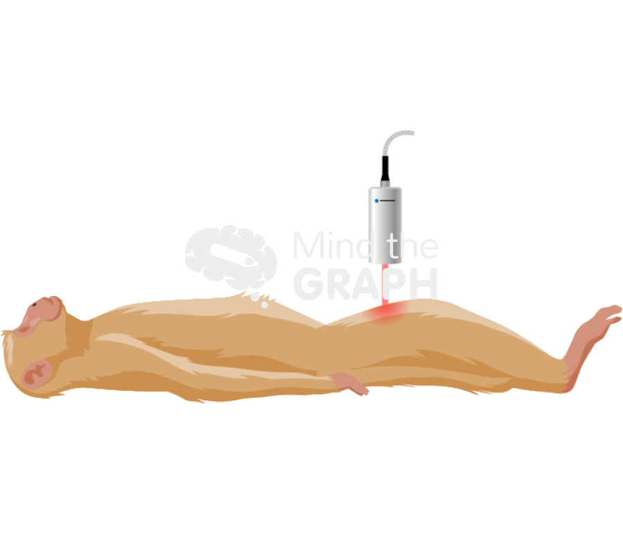 Rhesus monkey side laser camera Icons, Symbols, Pictures, and Images