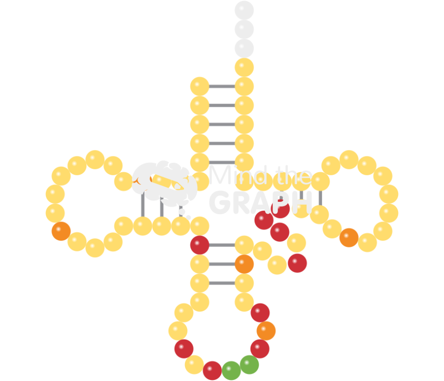 Secondary structure transfer rna trna Icons, Symbols, Pictures, and Images