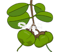 Sonneratia caseolaris fruit - Edit and Customize Icons of Sonneratia caseolaris fruit Sonneratia caseolaris fruit Icons, Symbols, Pictures, and Images