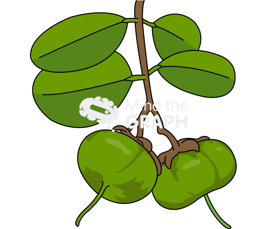 Sonneratia caseolaris fruit Icons, Symbols, Pictures, and Images