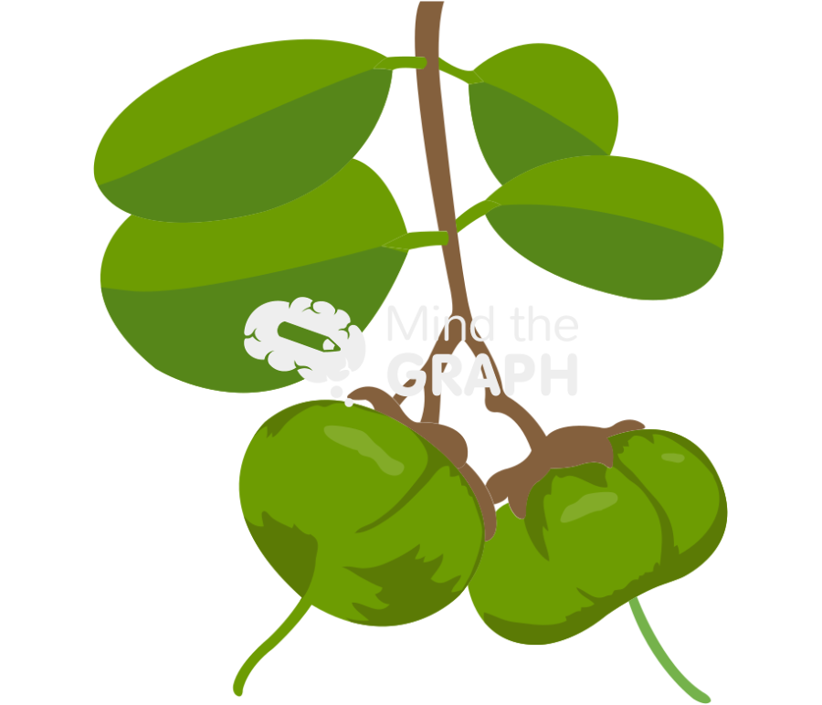 Sonneratia caseolaris fruit Icons, Symbols, Pictures, and Images