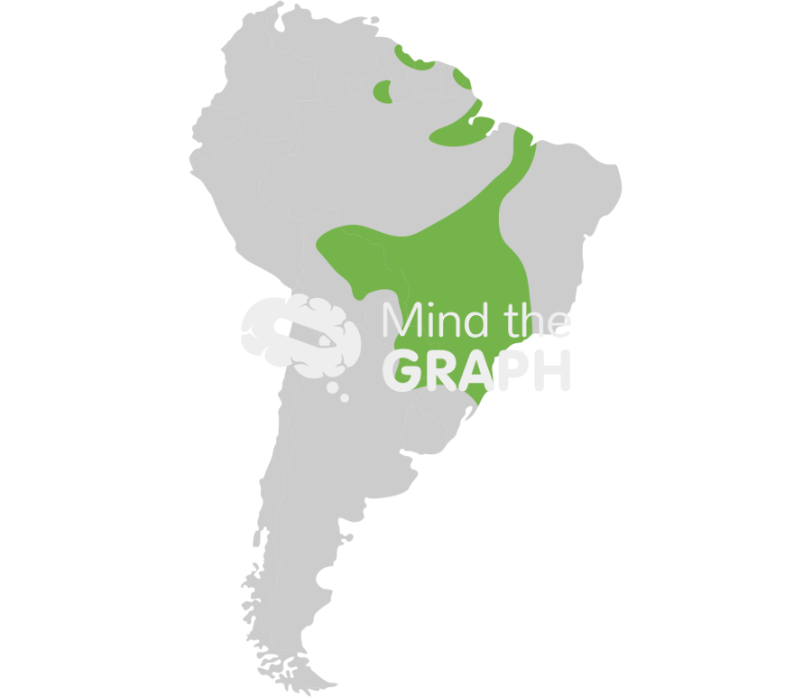 South america toucan habitat Icons, Symbols, Pictures, and Images