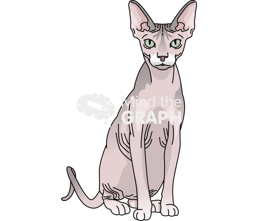 Sphynx cat front Icons, Symbols, Pictures, and Images