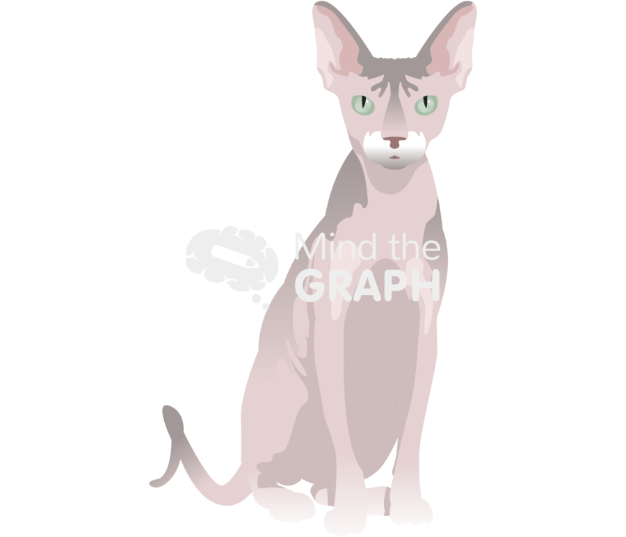 Sphynx cat front Icons, Symbols, Pictures, and Images