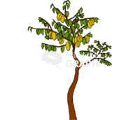 Star fruit tree - Edit and Customize Icons of Star fruit tree Star fruit tree Icons, Symbols, Pictures, and Images
