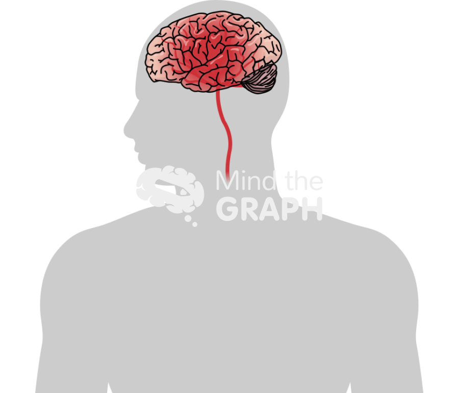 Stroke human body zoom Icons, Symbols, Pictures, and Images