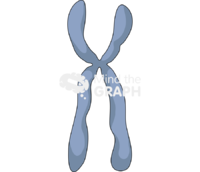 Submetacentric chromosome - Edit and Customize Icons of Submetacentric chromosome Submetacentric chromosome Icons, Symbols, Pictures, and Images