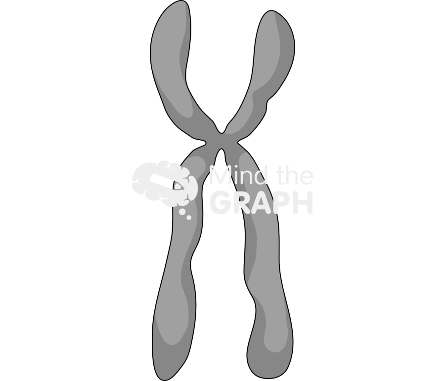 Submetacentric chromosome Icons, Symbols, Pictures, and Images