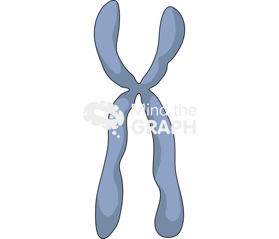 Submetacentric chromosome Icons, Symbols, Pictures, and Images