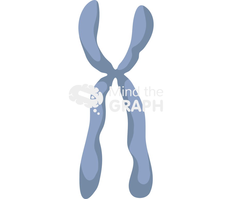 Submetacentric chromosome Icons, Symbols, Pictures, and Images