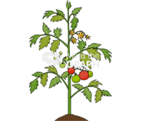 Tomato plant grow 4 - Edit and Customize Icons of Tomato plant grow 4 Tomato plant grow 4 Icons, Symbols, Pictures, and Images