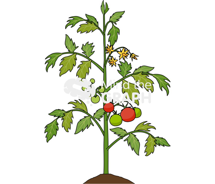 Tomato plant grow 4 Icons, Symbols, Pictures, and Images