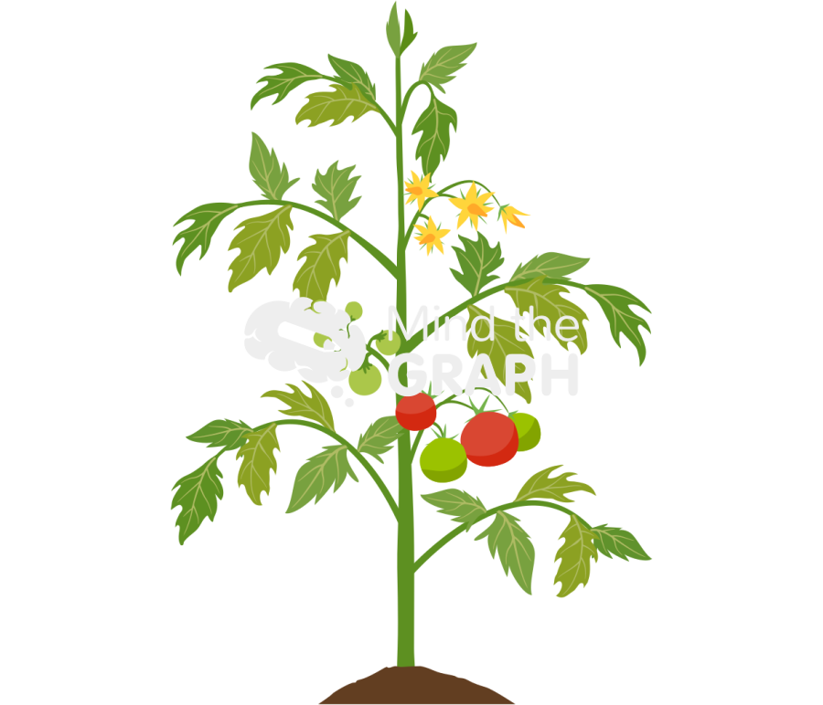 Tomato plant grow 4 Icons, Symbols, Pictures, and Images