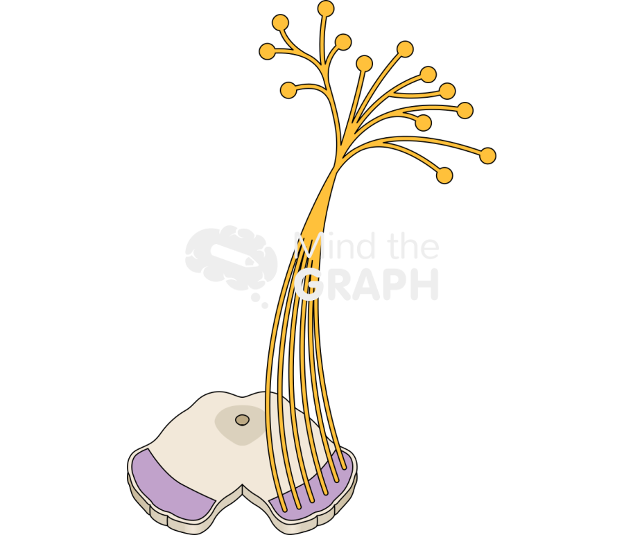 Upper midbrain central nervous perspective Icons, Symbols, Pictures, and Images