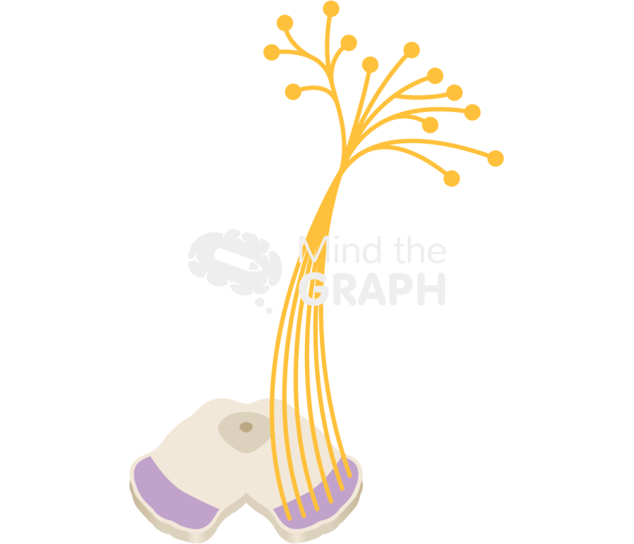 Upper midbrain central nervous perspective Icons, Symbols, Pictures, and Images