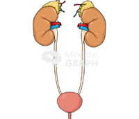 Urinary system adrenal glands kidney bladder - Edit and Customize Icons of Urinary system adrenal glands kidney bladder Urinary system adrenal glands kidney bladder Icons, Symbols, Pictures, and Images
