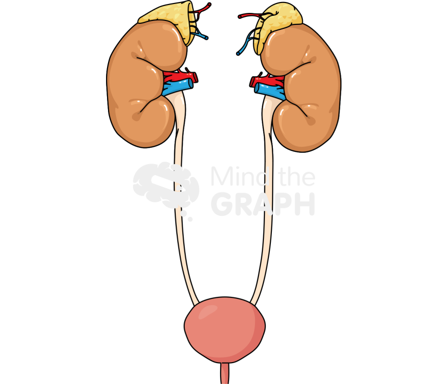 Urinary system adrenal glands kidney bladder Icons, Symbols, Pictures, and Images