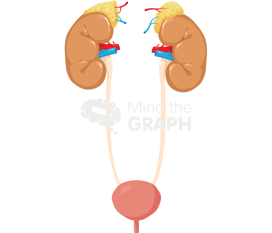 Urinary system adrenal glands kidney bladder Icons, Symbols, Pictures, and Images