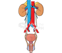 Urinary system man - Edit and Customize Icons of Urinary system man Urinary system man Icons, Symbols, Pictures, and Images