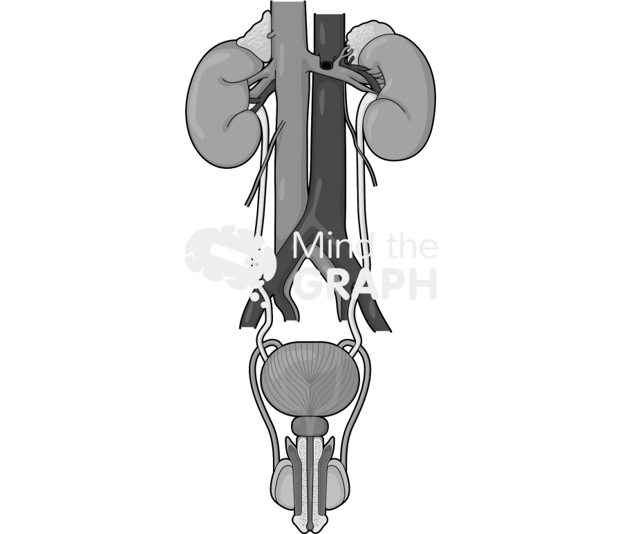 Urinary system man Icons, Symbols, Pictures, and Images