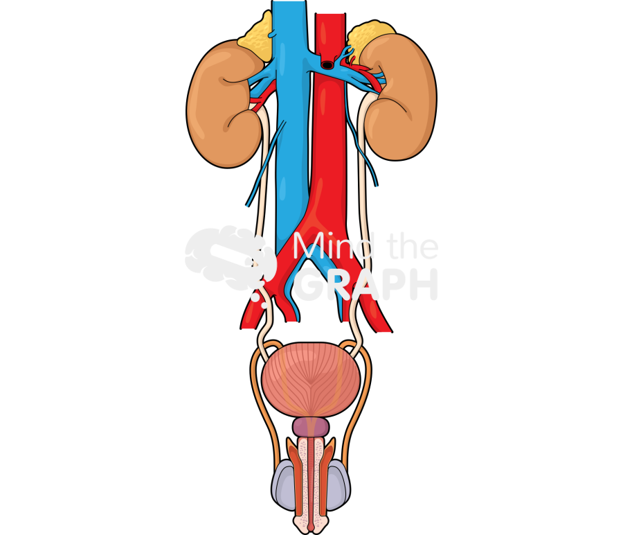 Urinary system man Icons, Symbols, Pictures, and Images