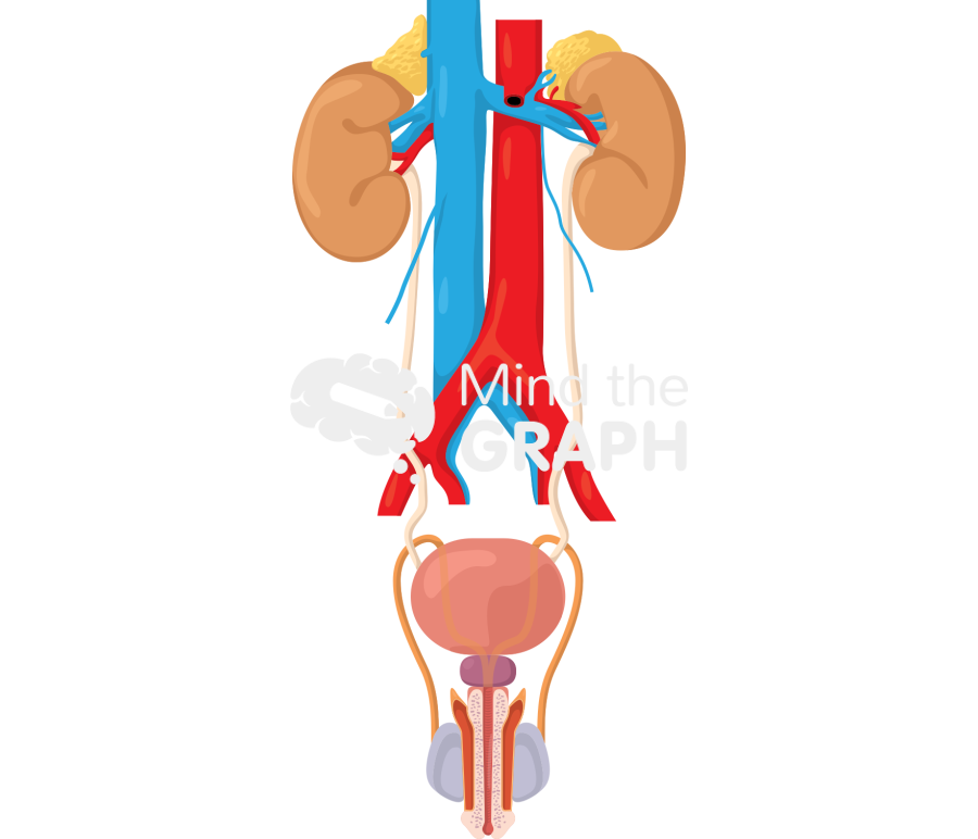 Urinary system man Icons, Symbols, Pictures, and Images