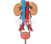 Urinary system woman - Edit and Customize Icons of Urinary system woman Urinary system woman Icons, Symbols, Pictures, and Images