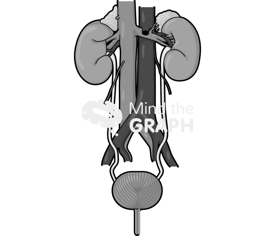 Urinary system woman Icons, Symbols, Pictures, and Images