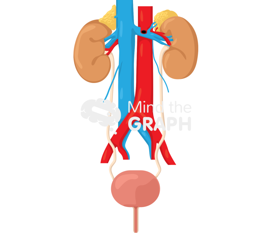 Urinary system woman Icons, Symbols, Pictures, and Images