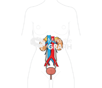 Urinary system woman body - Edit and Customize Icons of Urinary system woman body Urinary system woman body Icons, Symbols, Pictures, and Images