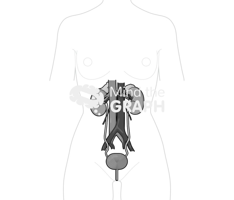 Urinary system woman body Icons, Symbols, Pictures, and Images