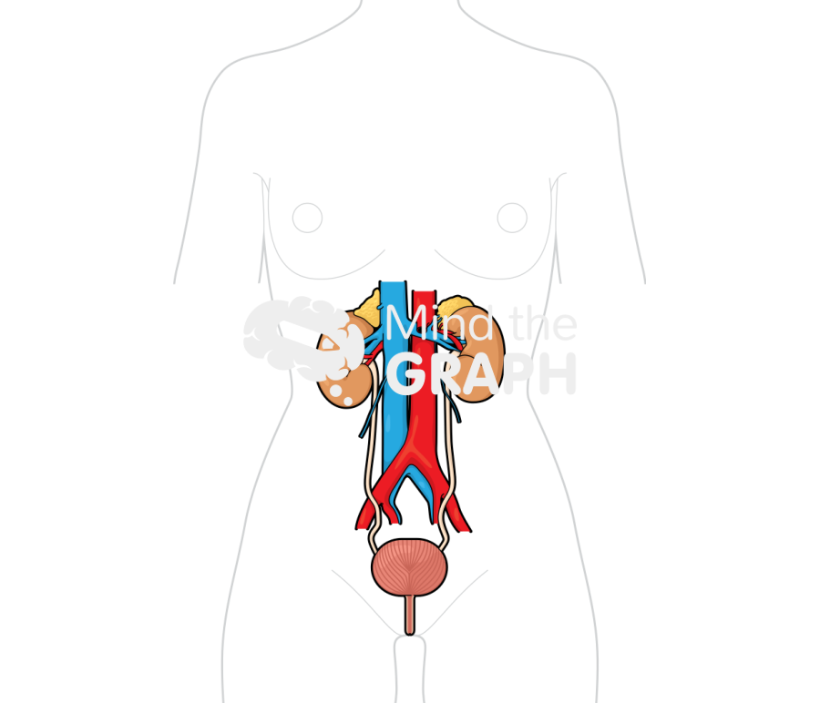 Urinary system woman body Icons, Symbols, Pictures, and Images