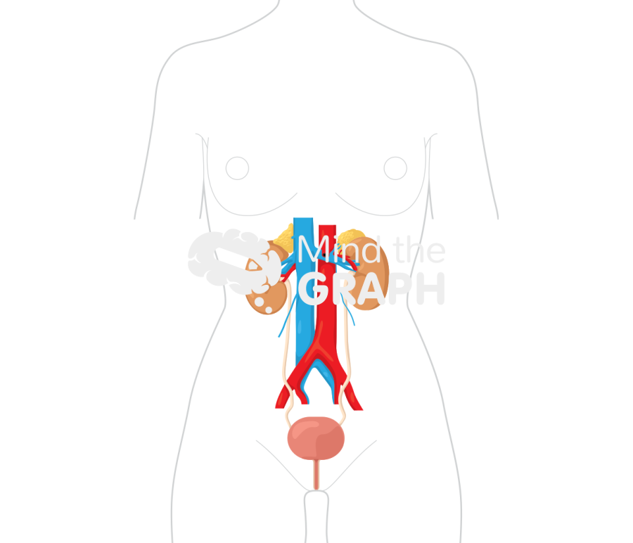 Urinary system woman body Icons, Symbols, Pictures, and Images
