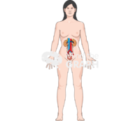 Urinary system woman full - Edit and Customize Icons of Urinary system woman full Urinary system woman full Icons, Symbols, Pictures, and Images